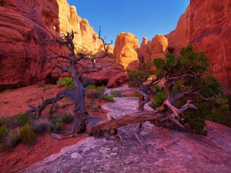 Canyons - landscape, shadows, sun, summer, tree, mountains, rocks