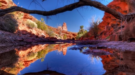 fallen tree on a lovely canyon pond - fallen tree, canyon, pond, reflection