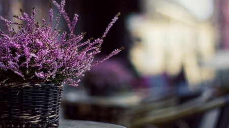 Still Life - flowers, purple, still life, amazing