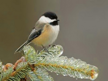 Chilly morn - bird, ice, branch, chickadee