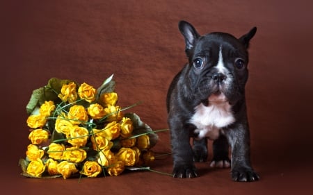 *** Sweet dog with yellow roses *** - animals, dog, animal, dogs, flowers