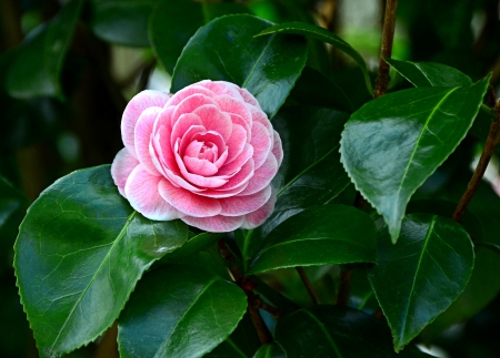 *** Camellia *** - flowers, camelia, flower, nature