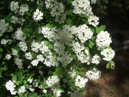 Bridal Wreath - nature, garden, bush, flower