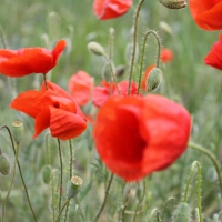 *** Poppy flowers ***