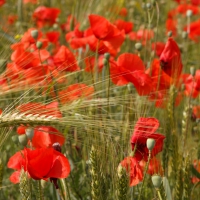 *** Poppy flowers on the field ***