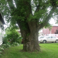 Huge yard tree