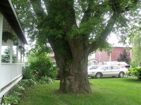 Huge yard tree - plant, nature, tree, yard