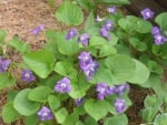 Wild Violets