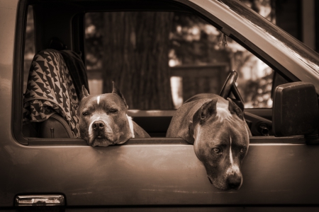 *** Dogs in the car *** - animal, animals, dogs, car