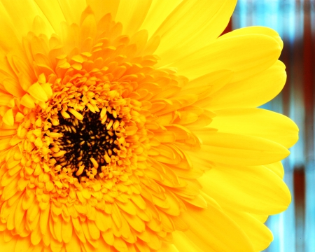 Yellow Gerber Daisy - pretty, Yellow, summer, blue, beautiful, gerber daisy, daisy, spring, flower, closeup, fresh, bright, close