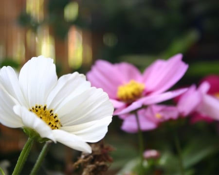 White & Pink Flowers - white, pink, beautiful, summer, flowers, garden, spring