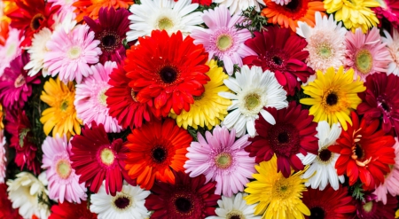 * Colorful flowes * - flowers, colorful, yellow, colors, pink