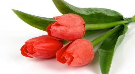 * Tulips * - three, soft, tulips, flowers, tenderness, spring