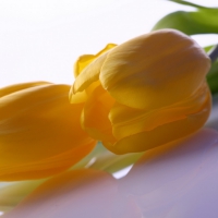 * Yellow tulips *