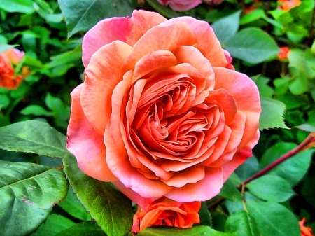 Beautiful Rose - bloom, decorative, leaves, natural