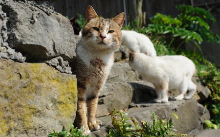 Cats - sleepy, cute, beautiful, cat, sleeping, kitty, cats, hat, cat face, paws, face, animals, pretty, beauty, sweet, kitten, lovely