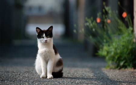 Cat - sleepy, cute, beautiful, cat, sleeping, kitty, cats, hat, cat face, paws, face, animals, pretty, beauty, sweet, kitten, lovely