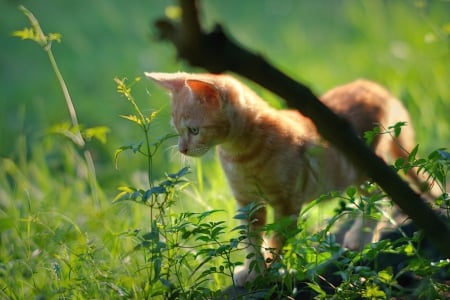 Cat - sleepy, cute, beautiful, cat, sleeping, kitty, cats, hat, cat face, paws, face, animals, pretty, beauty, sweet, kitten, lovely