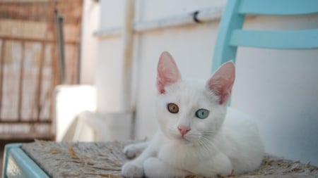 Cat - sleepy, cute, beautiful, cat, sleeping, kitty, cats, hat, cat face, paws, face, animals, pretty, beauty, sweet, kitten, lovely