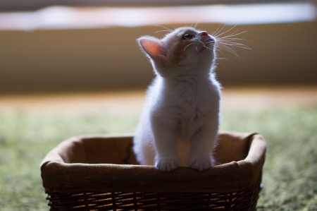 Cat - pretty, cat face, sleepy, paws, kitten, cats, face, sleeping, hat, beautiful, beauty, lovely, sweet, cat, cute, animals, kitty