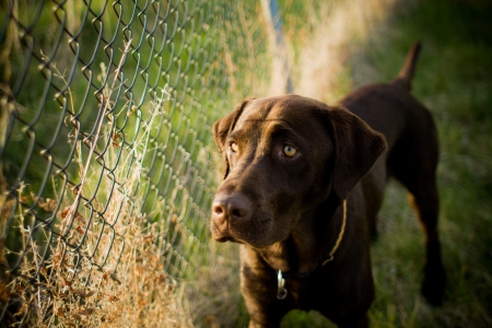 Dog - face, pretty, playful dog, cute, animals, beautiful, sweet, puppy, playful, dogs, puppies, lovely, dog face