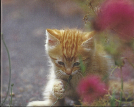 A kitten playing with a weed