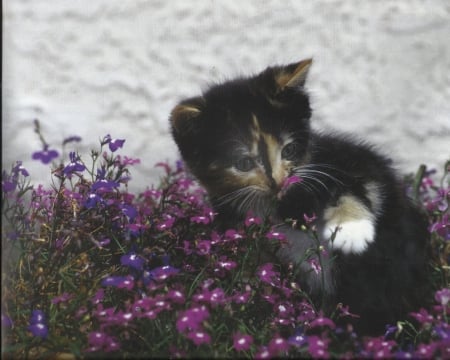 Kitten with flowers - paws, purple, cute, kitten, flowers