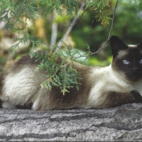 A siamese laying on a log