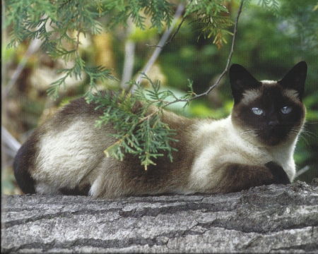 A siamese laying on a log - log, cute, paws, siamese, cat