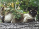 A siamese laying on a log