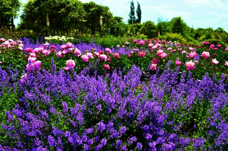 Flower Park - peonies, trees, blue, red, catnip