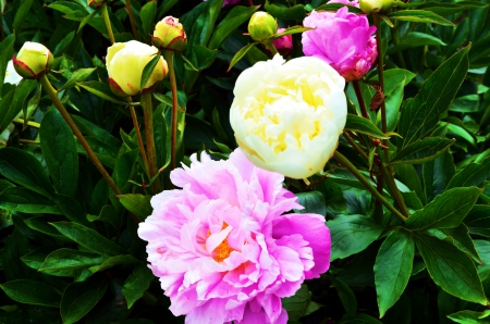 Peony Blossoms - blooms, re, white, spring, park