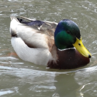 Mallard