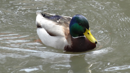 Mallard - Mallard, Aves, Anseriformes, Animal, Zoo, platyrhynchos, Birds, Vertebrata, Chordata, 4K, Anas, Anatidae