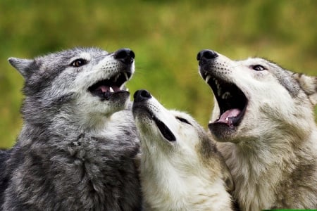 Talking together - wolves, nature, animals, together, talking