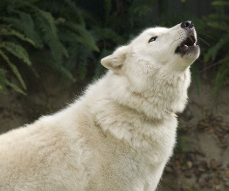 Arctic Wolf  Howl - wolf, nature, howl, animals, arctic