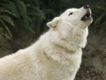 Arctic Wolf  Howl