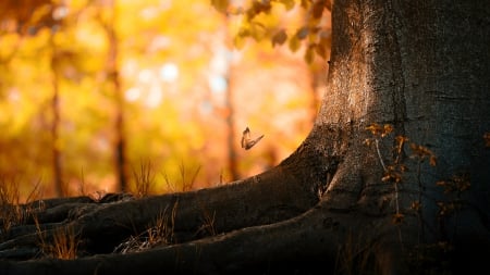 Autumn Butterfly - nature, tree, autumn, butterfly