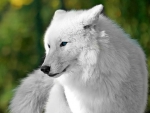 Beautiful White Wolf