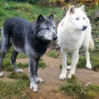 Black and White Wolves