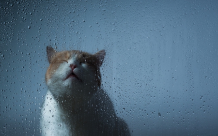 Hannah in a rainy day - water, blue, window, drops, cat, hannah, ben torode, white, animal, rain