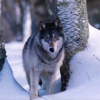 Grey Wolf in the snow between Trees