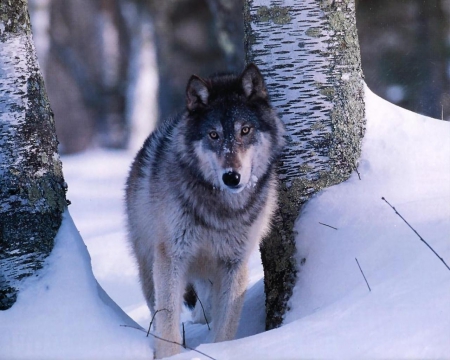 Grey Wolf in the snow between Trees - wolf, animals, winter, between, trees, nature, grey, snow