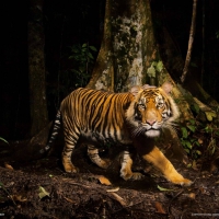 tiger