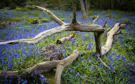 Branch - nature, tree, flowers, branch