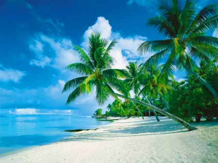 Bora Bora beach - nice, sky, beach, pasific, vacation, pretty, bora bora, clouds, holiday, relax, sands, ocean, palm trees, palms, summer, lovely, exotic, nature, shade, beautiful, rest, sea