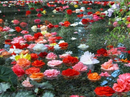 flowers - flowers, colors, water, many