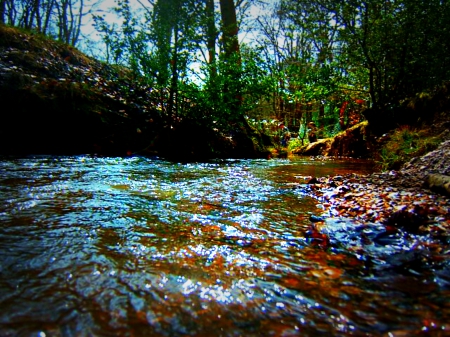 Epping forest stream - water, stream, forest, leaves, tree, stones, river, outdoors, nature, green