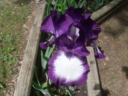 Favorite Bearded Iris - irises, flower, nature, garden