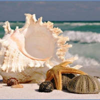 shells on the beach